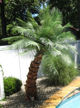 Artificial Outdoor Palm Trees Areca Palm Pool Area Tropical